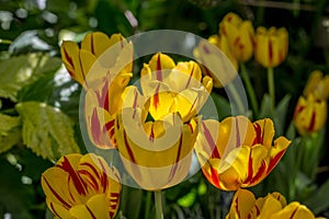 Closeup of Yellow Tulips with Red Stripes