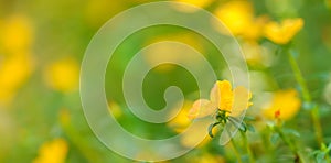 Closeup of yellow Verdolaga flower under sunlight with copy space using as background natural green plants landscape, ecology photo