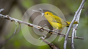 Closeup of a Yellow warbler on a tree branch during spring migration at Magee Marsh Wildlife  area