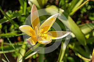 Closeup of a yellow and white Turkestan tulip flower in grass
