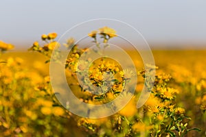 Closeup yellow wild prairie flowers