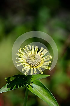 A closeup of a yellow Zinnias in the garden.