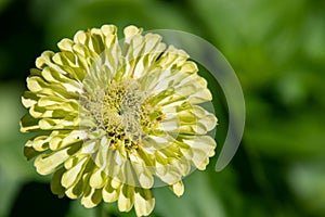 A closeup of a yellow Zinnias in the garden.