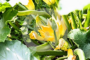 Closeup of a yellow zucchini flower. Pumpkin flower growing on the ground