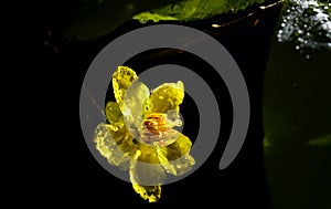 Closeup Yentu Ochna flower