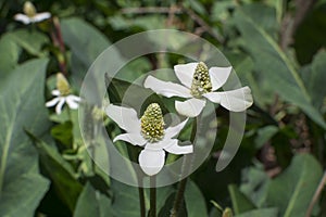 Closeup Yerba mansa flowers and foliage