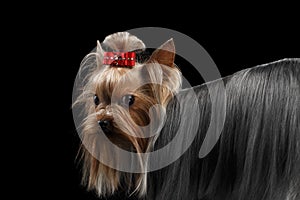 Closeup Yorkshire Terrier Dog, long groomed Hair Pity Looking back photo