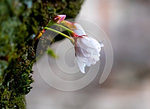 Closeup of Yoshino cherry blossoms growing from cherry tree trunk