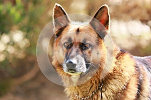 Closeup of a young adorable purebred german shepherd watching do