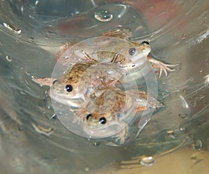 Close up of young Xenopus laevis II