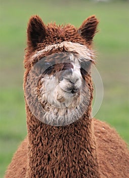 A closeup of a young Alpaca