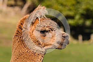 Closeup of young alpaca head