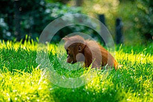 Closeup of a young ape sitting on a grassy ground