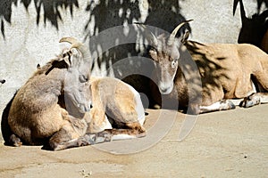 Closeup of young bighorn sheep lying on the ground under the sunlight