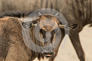 A closeup of a young Blue Wildebeest calf looking into the camera while its mother is passing in the background, Kruger National P