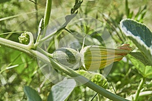 A closeup of young Buffalo Gourd fruit with flower in Texas