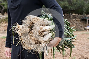 Man with calcots, onions typical of Catalonia photo