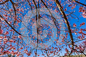 Closeup of young cherry blossoms with blue sky