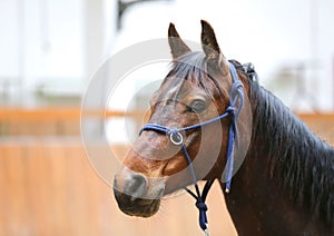 Closeup of a young clever and gentle rider schooling horse