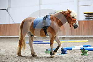 Closeup of a young clever and gentle rider schooling horse