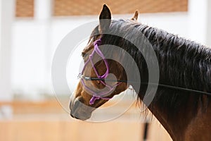 Closeup of a young clever and gentle rider schooling horse