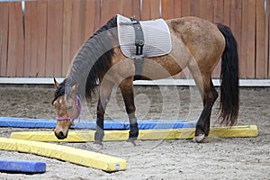 Closeup of a young clever and gentle rider schooling horse