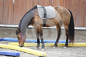 Closeup of a young clever and gentle rider schooling horse