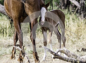 Closeup of Young Colt with Mare at Salt River in Arizona