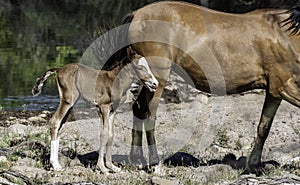 Closeup of Young Colt with Mare at Salt River in Arizona