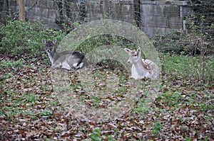 Closeup of young Deer and Doe Resting In The Forest.