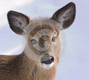 Closeup of young deer with lots of hair and big eyes