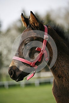 Closeup of a young domestic horse on natural background outdoors rural scene