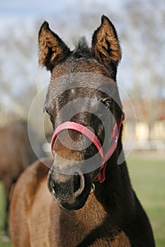 Closeup of a young domestic horse on natural background outdoors rural scene