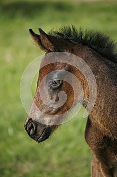 Closeup of a young domestic horse on natural background outdoors rural scene