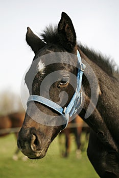 Closeup of a young domestic horse on natural background outdoors rural scene