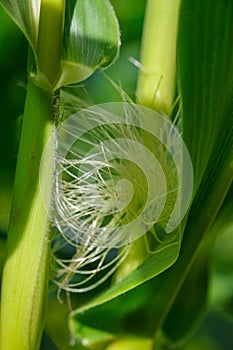 Closeup of young ear of corn maize with silk tassel and green leaves in corn field on organic farm