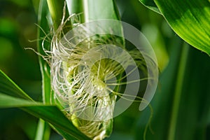 Closeup of young ear of corn maize with silk tassel and green leaves in corn field on organic farm