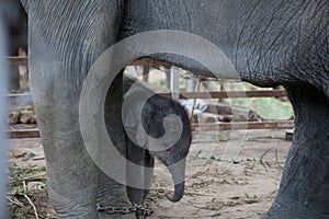 Closeup young elephant protected by mother elephant, Thailand