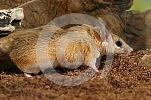 Closeup mouse hunts on insect photo