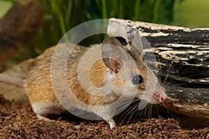 Closeup mouse hunts on insect photo