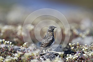 Closeup of a young fledged lapland longspur