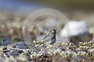 Closeup of a young fledged lapland longspur