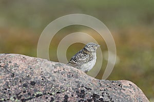 Closeup of a young fledged lapland longspur on a rock