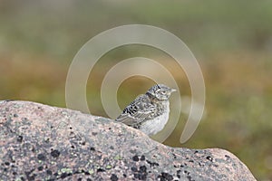 Closeup of a young fledged lapland longspur on a rock