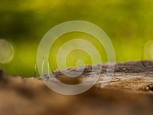 Closeup young grass sprouts on a dry wooden stump. macro shooting. beautiful blurred grass background