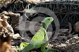 Closeup, young green Iguana. Rocks, cactus in background.