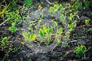 Closeup of young green pea sprouts