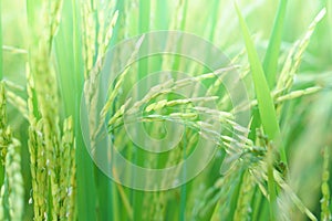Closeup young green rice field nature background,soft tone