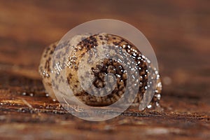 Closeup on a young grey field or garden slug, Deroceras reticulatum on wooden surface