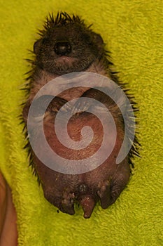 Closeup on a young handraised European hedgehog juvenile, Erinaceus europaeus